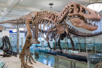 Jurassic Park got T. rex wrong: Scientists say it moved more like a bird than a beast