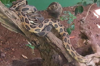 Katraj Snake Park, India: 10 things no one tells you about this tourist destination