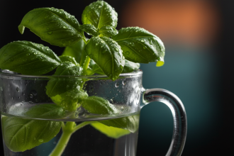 Keep Supermarket Basil Thriving: Double-pot watering extends plant life; daily pinching boosts flavour
