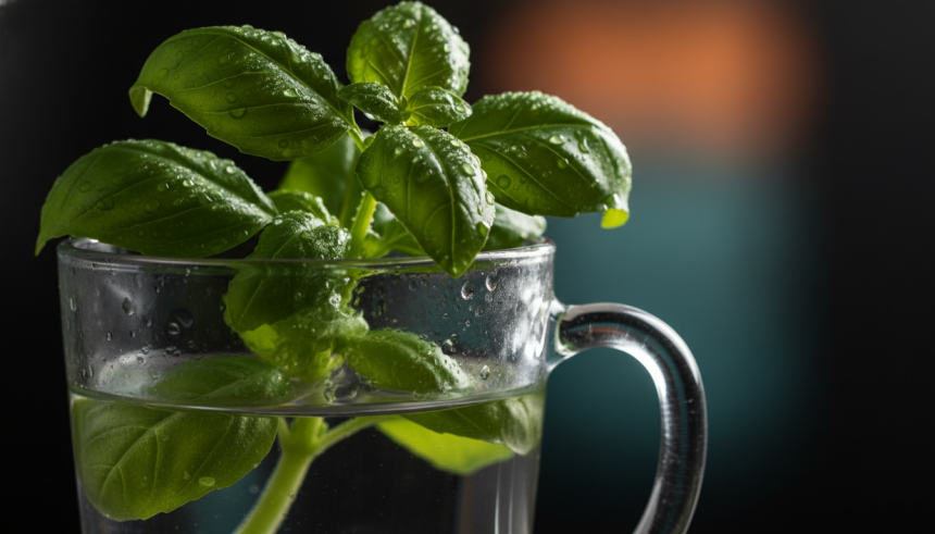 Keep Supermarket Basil Thriving: Double-pot watering extends plant life; daily pinching boosts flavour