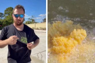 ‘Looks good to me’: Florida man cooks invasive green iguanas with waffles in viral video