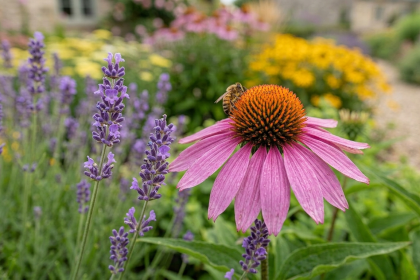 Low-Maintenance Garden Flowers: Six hardy blooms thrive with neglect; even “plant killers” can start