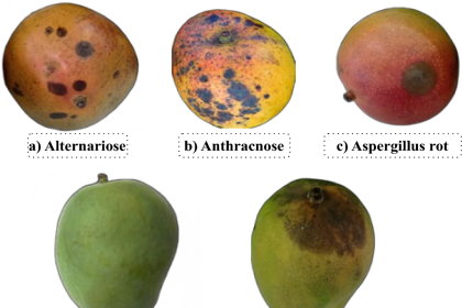 Mangoes turning black on the tree: Do this in time to save them and improve quality
