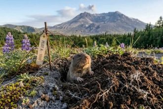 Mount St. Helens eruption: How Gophers transformed a barren land in 43 years