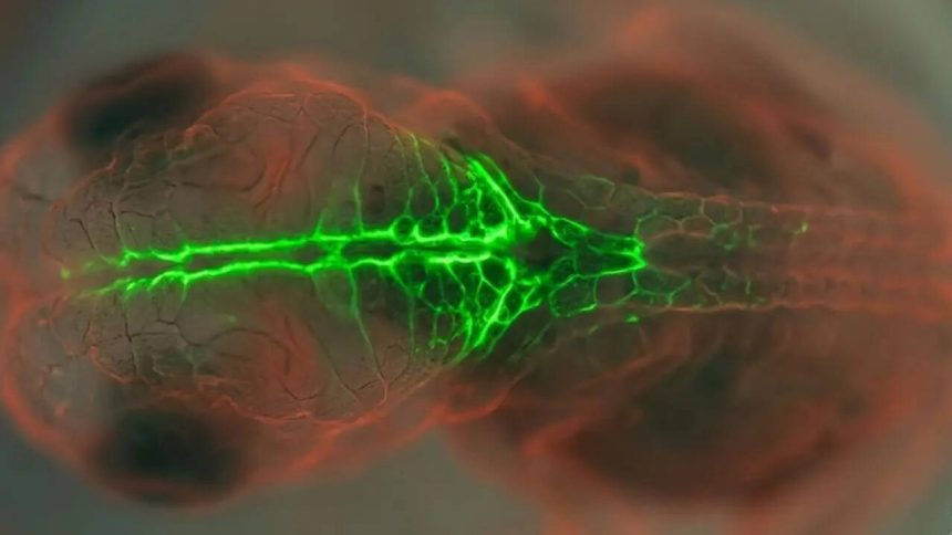 PRICKLE1 protein study uses glowing embryos to understand birth defects