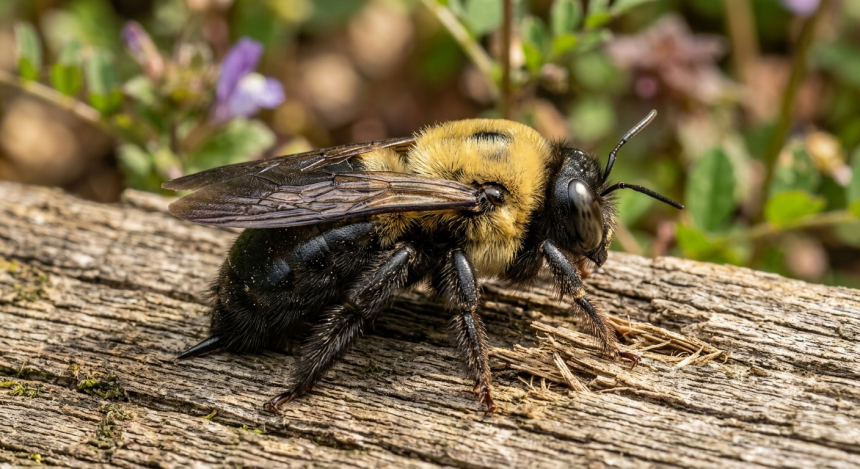 Protect Decks From Carpenter Bees: Prevent damage without poisons; keep key pollinators working