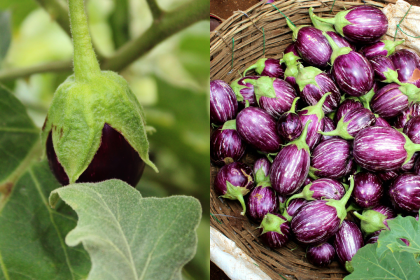 Purple Brinjal vs Green Brinjal: Which is better for bharta, fry, and sabzi
