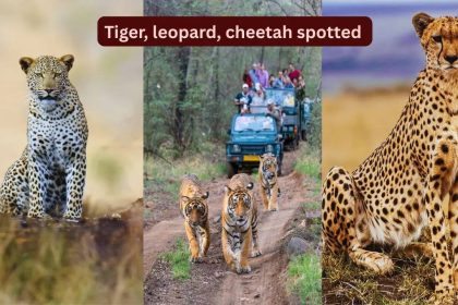 Rare spotting: A Bengal tiger, a leopard, and a cheetah spotted at this national park in Rajasthan