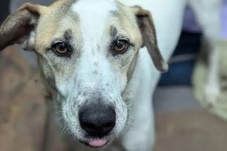 Rescue dog finally finds a home after five years, only to be returned just 12 days later for a heartbreaking reason
