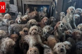 RSPCA Rescues 250 Dogs: charity tackles multi-animal neglect; 70% surge since 2021