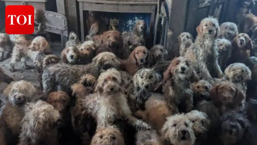 RSPCA Rescues 250 Dogs: charity tackles multi-animal neglect; 70% surge since 2021