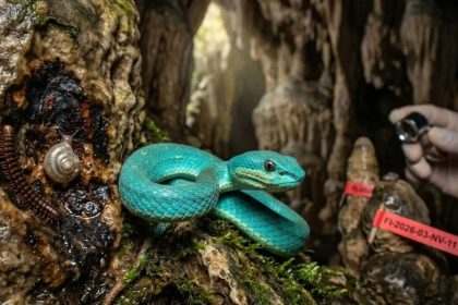 Scientists discovered at least 11 new species in Cambodia's rocky ecosystems