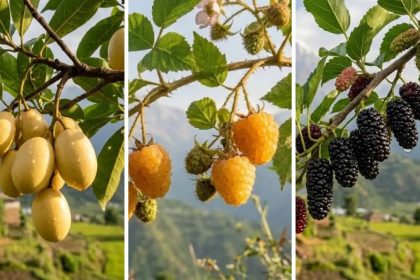 Taste of the Himalayas: 5 rare wild fruits of Nepal you must try once in your life