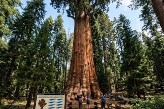 The unbelievable reality of Sequoia National Park, where a tree weighs more than 10 blue whales