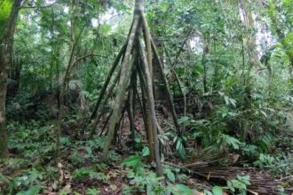 ‘The walking tree’: How this Amazon tree fooled the world into believing it moves