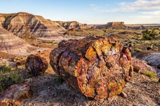 This 225-million-year-old ‘stone wood’ in Arizona is more valuable than gold