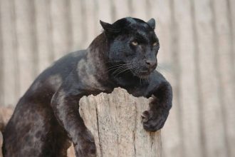 Top 10 wildlife sanctuaries in India to spot the Black Panther: From Kabini Wildlife Sanctuary to Pench National Park