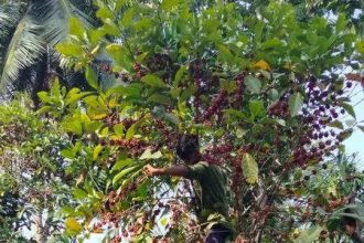 Tree Coffee Is Having Its Climate Moment