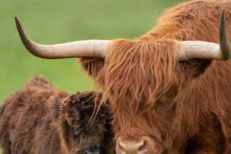 UK farmer plans to breed ‘less photogenic’ Highland cows to stop tourists and influencers filming them