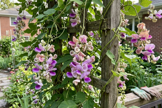 Use Corkscrew Vine For Hummingbirds: Fast climber keeps birds returning; easy to grow