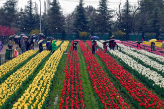 Wards to flowers: Tulip Garden trip for young cancer fighters