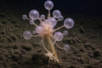 What is the ‘death ball sponge’: A strange carnivorous predator found miles below the ocean surface