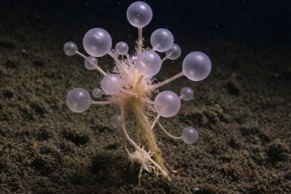 What is the ‘death ball sponge’: A strange carnivorous predator found miles below the ocean surface