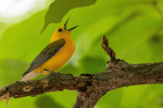 When birds sing around your home: Science says it’s boosting your mind and well-being