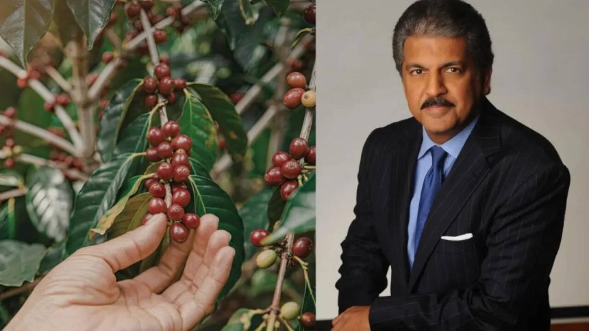 Why is Anand Mahindra still emotionally connected to a 60-acre coffee plantation from his childhood
