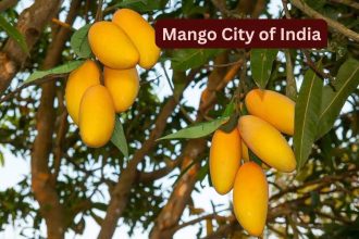 Why May is the best time to visit the “Mango City of India” and how to reach here