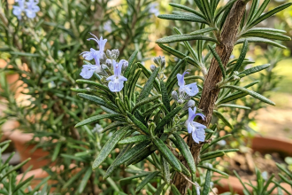 Why your rosemary always dies (and the soil fix you need)