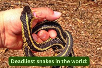10 deadliest snakes in the world: One drop of venom can kill hundreds; what travellers should know