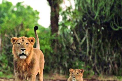 13 Lion deaths: CDV-Babesia combined infection behind fatalities?