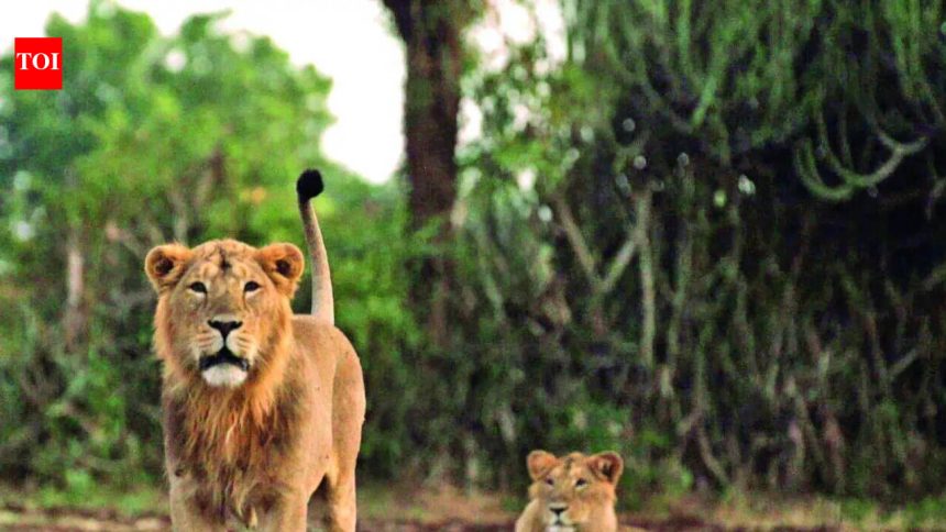 13 Lion deaths: CDV-Babesia combined infection behind fatalities?