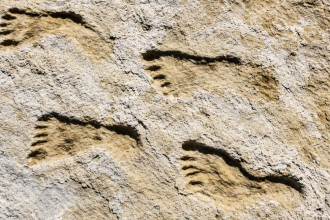 23,000-year-old footprints in New Mexico changed everything scientists believed about the first Americans
