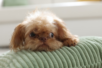 5 adorable dog breeds that stay puppy-sized forever