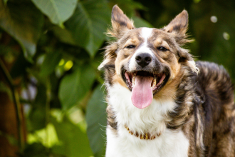 5 common signs that your dog is in pain (and what to do about it)
