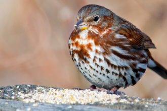 5 eye-catching sparrow birds every nature lover should know