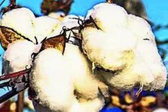 5-month duty relief for cotton imports
