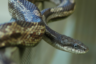 5 most alluring grey snakes in the world