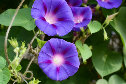 5 most attractive and colourful flowering vines that add charm to your home