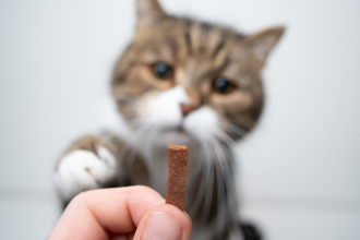 5 must-do cat grooming tips every feline parent should know