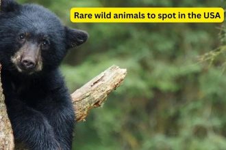 5 rare wild animals you can spot in national parks of the USA