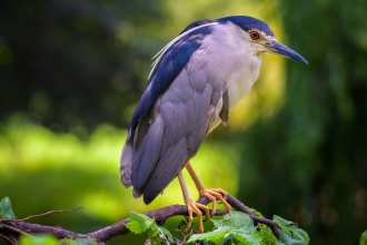 5 stunning birds that visit India every summer