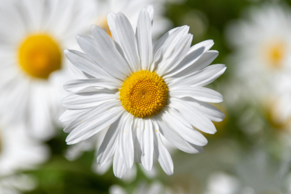5 stunning flowering plants that can cause Hay Fever
