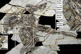 A 160-million-year-old ‘technicolour’ dinosaur fossil discovered in China with four wings and bird-like feathers
