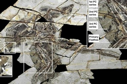 A 160-million-year-old ‘technicolour’ dinosaur fossil discovered in China with four wings and bird-like feathers