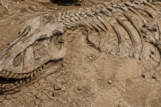 A casual dog walk in France led a man to one of the biggest dinosaur discoveries