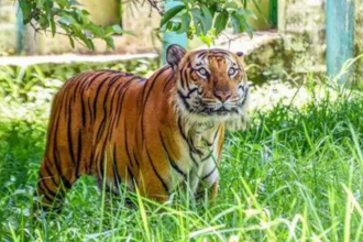 Adivasis demand halt to tiger safari push, evictions in south India forests
