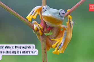 All about Wallace's flying frogs whose babies look like poop as a nature's smart trick